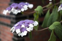 Hydrangea aspera Macrophylla 40- 60 cm