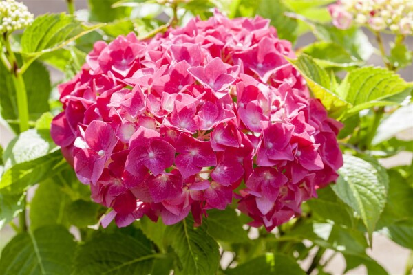 Hydrangea mac. Alpenglühen 50- 60 cm