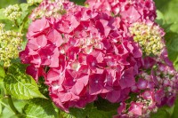 Hydrangea mac. Alpenglühen 50- 60 cm