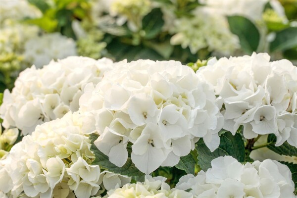 Hydrangea mac. Bianco 40- 60 cm