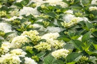 Hydrangea mac. Bianco 40- 60 cm