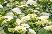 Hydrangea mac. Bianco 40- 60 cm