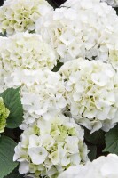 Hydrangea mac. Bianco 40- 60 cm