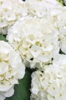 Hydrangea mac. Bianco 40- 60 cm