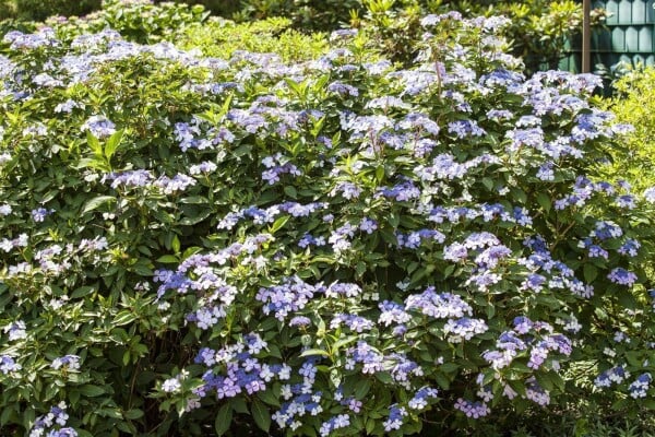 Hydrangea mac. Bodensee 60- 100 cm