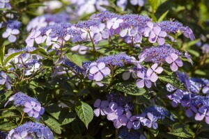 Hydrangea mac. Bodensee 60- 100 cm