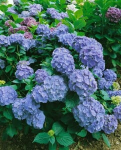 Hydrangea mac. Bodensee 60- 100 cm