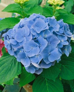 Hydrangea mac. Bodensee 60- 100 cm