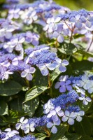 Hydrangea mac. Bodensee 60- 100 cm