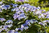 Hydrangea mac. Bodensee 60- 100 cm