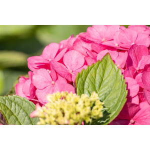 Hydrangea mac. Bouquet Rose C 30-  40