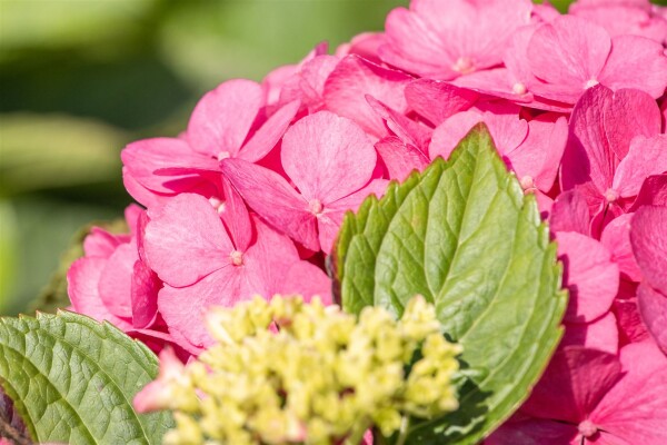 Hydrangea mac. Bouquet Rose 60-  80 cm