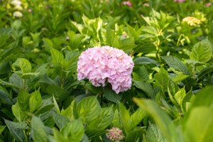 Hydrangea mac. Bouquet Rose 60-  80 cm