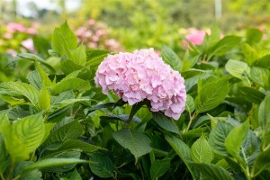 Hydrangea mac. Bouquet Rose 60-  80 cm