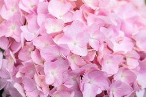 Hydrangea mac. Bouquet Rose 60-  80 cm