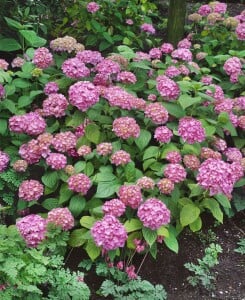 Hydrangea mac. Bouquet Rose 60-  80 cm