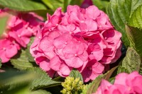 Hydrangea mac. Bouquet Rose 60-  80 cm