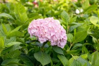 Hydrangea mac. Bouquet Rose 60-  80 cm