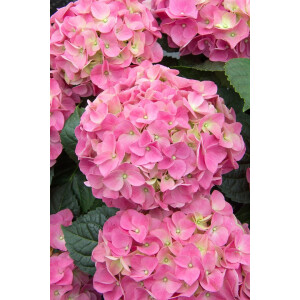 Hydrangea mac. Early® Pink 50- 60 cm