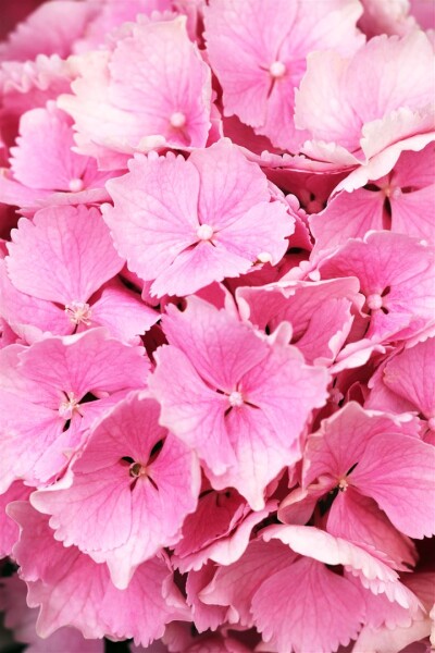 Hydrangea mac. Everbloom Pink Wonder 30- 40 cm