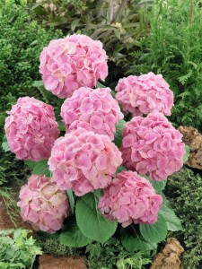 Hydrangea mac. Everbloom Pink Wonder 30- 40 cm