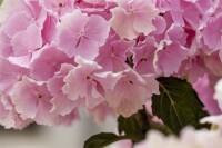 Hydrangea mac. Everbloom Pink Wonder 30- 40 cm