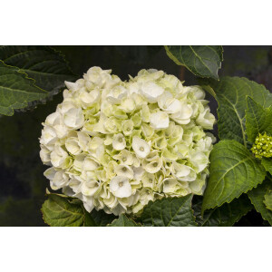 Hydrangea mac. Everbloom White Wonder 30- 40 cm