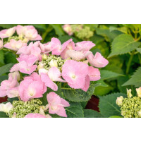 Hydrangea mac. Frisbee® Pink 30- 40 cm