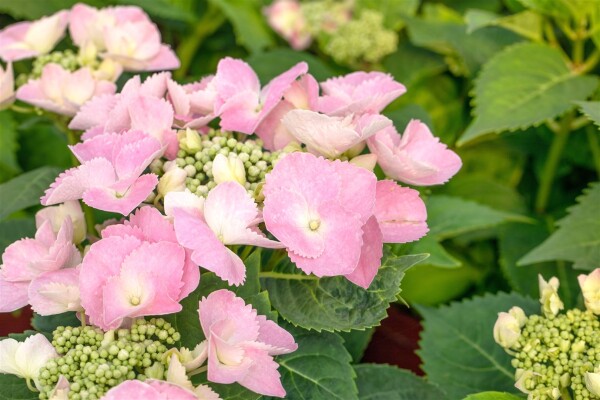 Hydrangea mac. Frisbee® Pink 50- 60 cm