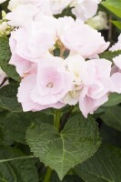 Hydrangea mac. Hovaria® Hobella rosa 50- 60 cm