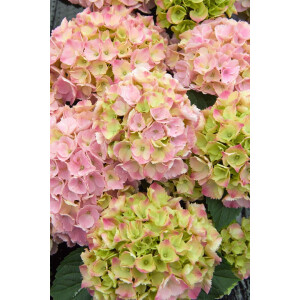 Hydrangea mac. Pink Sensation 40- 60 cm