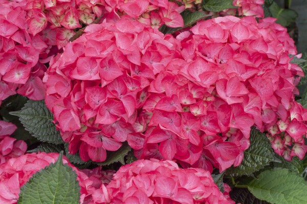 Hydrangea mac. Red Angel 40- 60 cm