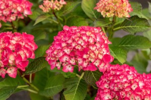 Hydrangea mac. Red Angel 40- 60 cm