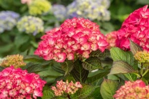 Hydrangea mac. Red Angel 40- 60 cm