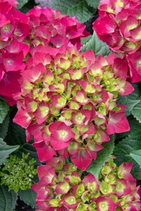 Hydrangea mac. Red Angel 40- 60 cm