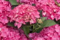 Hydrangea mac. Red Angel 40- 60 cm