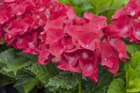 Hydrangea mac. Red Angel 40- 60 cm