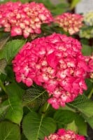 Hydrangea mac. Red Angel 40- 60 cm