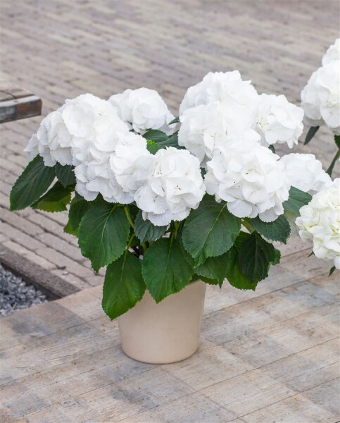 Hydrangea macrophylla Schneeball 30- 40 cm