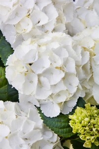 Hydrangea macrophylla Schneeball 30- 40 cm