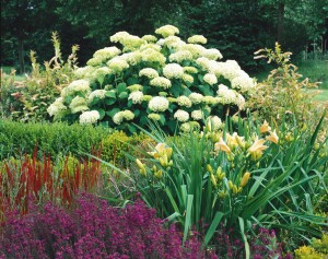 Hydrangea macrophylla Schneeball 30- 40 cm