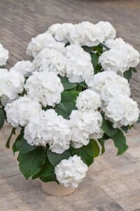 Hydrangea macrophylla Schneeball 30- 40 cm