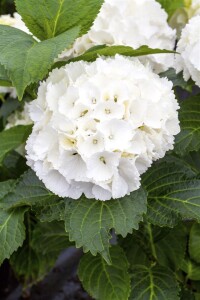 Hydrangea macrophylla Schneeball 30- 40 cm