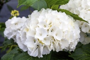 Hydrangea macrophylla Schneeball 30- 40 cm