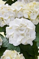 Hydrangea macrophylla Schneeball 30- 40 cm