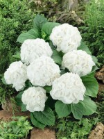 Hydrangea macrophylla Schneeball 30- 40 cm