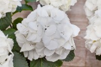 Hydrangea macrophylla Schneeball 30- 40 cm