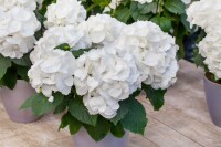 Hydrangea macrophylla Schneeball 30- 40 cm