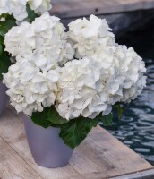 Hydrangea macrophylla Schneeball 30- 40 cm