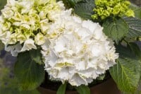 Hydrangea macrophylla Schneeball 30- 40 cm